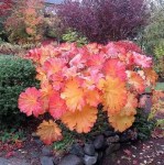 2c2e1c — копия